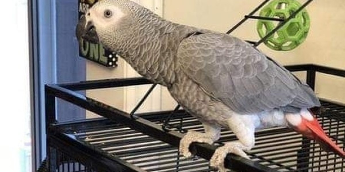 Understanding the Factors Influencing the Cost of African Grey Parrots