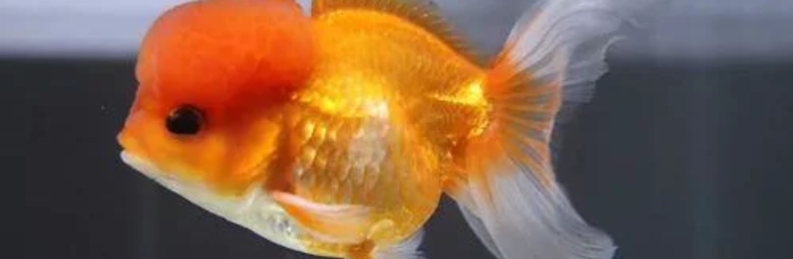 ChuChuGoldfish Cover Image