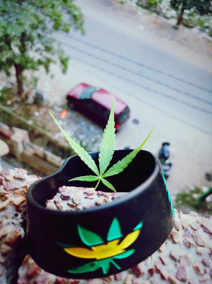 Grand Opening of Dark Horse: The Best Weed Dispensary in Albany |...