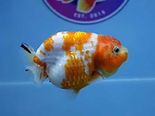 Why More Aquarists Prefer to Buy Goldfish Online