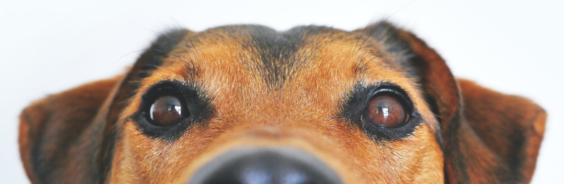 Dognitive Training Cover Image