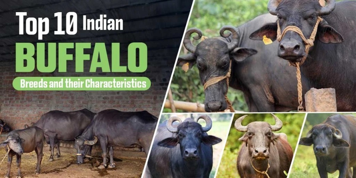 Check out the Best Breeds of Buffalo in India
