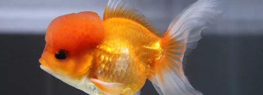 ChuChu Goldfish Cover Image