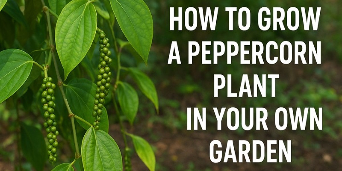 How To Grow A Peppercorn Plant in Your Own Garden!