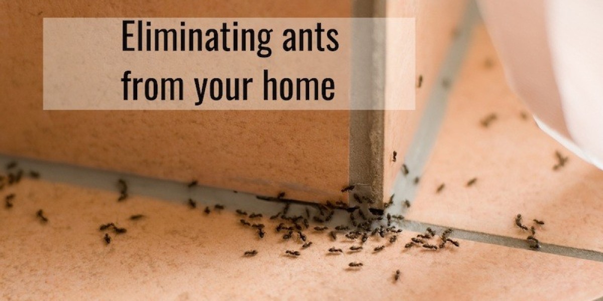 Smart Strategies for Ant Infestations in Bethpage NY Homes