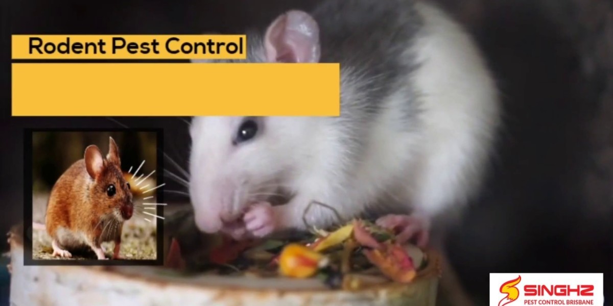 The Hidden Threat of Rodents in Queens Homes